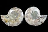 Bargain, Cut & Polished Ammonite Fossil - Mud Filled #73964-1